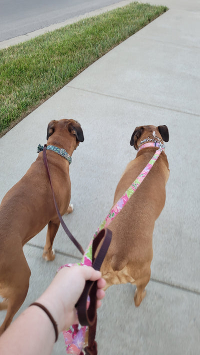 Dog Walking