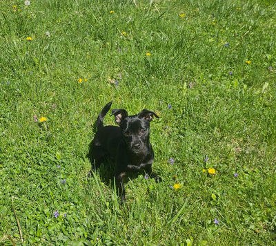 Dog Walking + Sniffspot